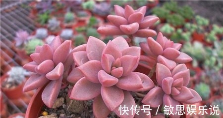 耐旱|谁说多肉都耐旱？这些喜水多肉，太能喝水天天要浇