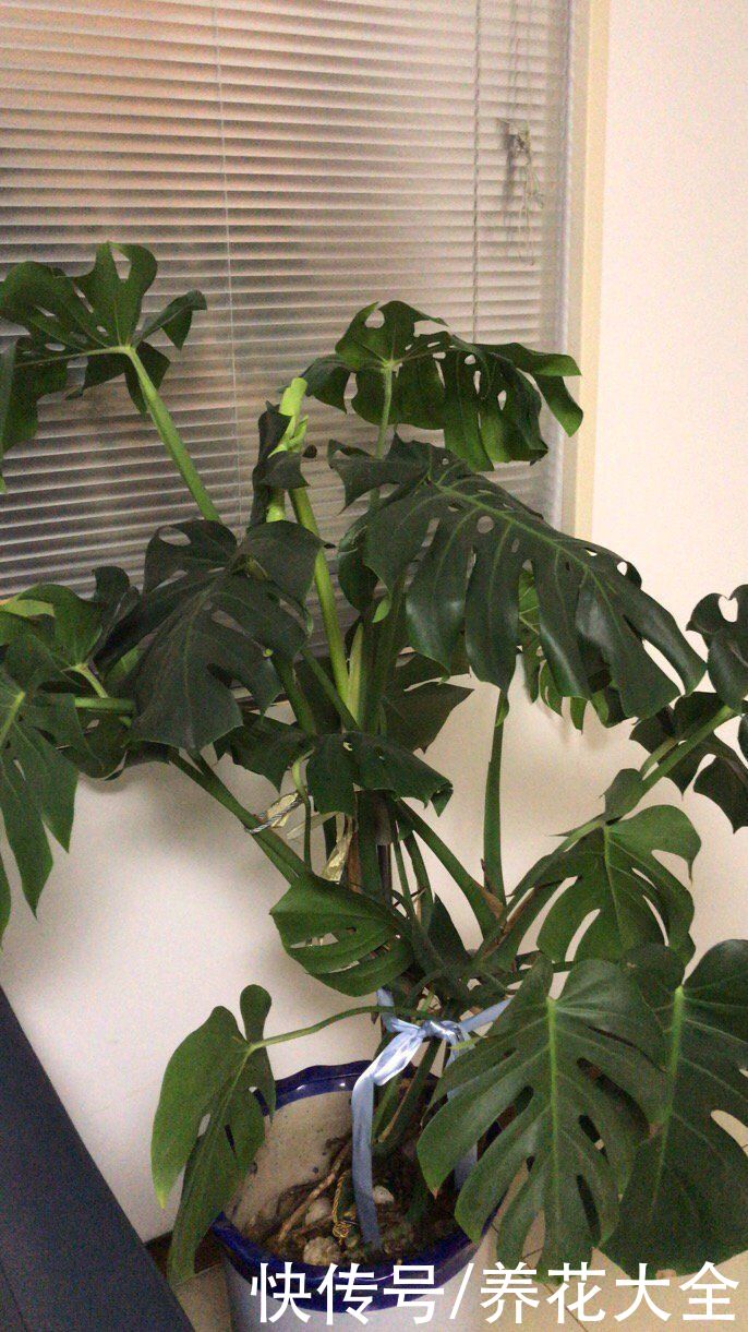发财树|在家养花不如养棵“树”，绿油油的超好看，还能释放氧气