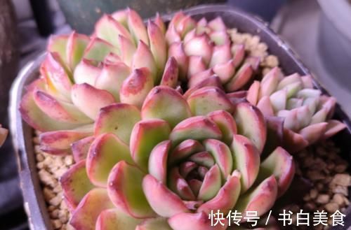 多肉宝丽安娜长期带红边,冬天稍微晒一下太阳叶片血红,你不养一棵吗?