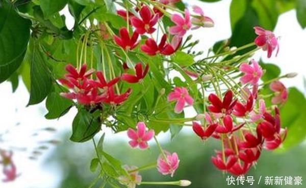 众人|此花是花中极品良药,就像一个白衣天使,保护着众人的身体安康!