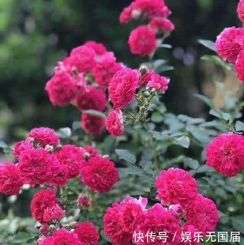 花朵|淘汰月季吧！阳台栽上“此花”，花朵艳、香气浓，还好养