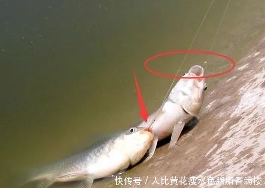 糖蒜|用蚯蚓钓鱼落伍了,教你用大蒜钓鱼,鱼获翻倍满载而归