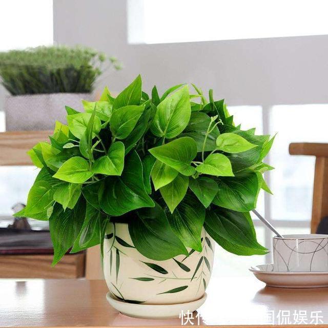 浇花|再好养的花,也不能这么浇水,正确方法要知道!