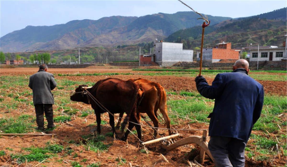 俗语|俗语“有茶有酒多兄弟”,为啥如此一说?其实下半句才是精华!