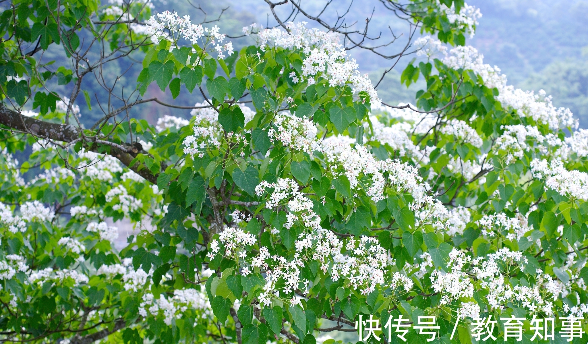 千古名句$他10岁能诗,后来成为晚唐著名诗人,李商隐写诗夸他夸出千古名句