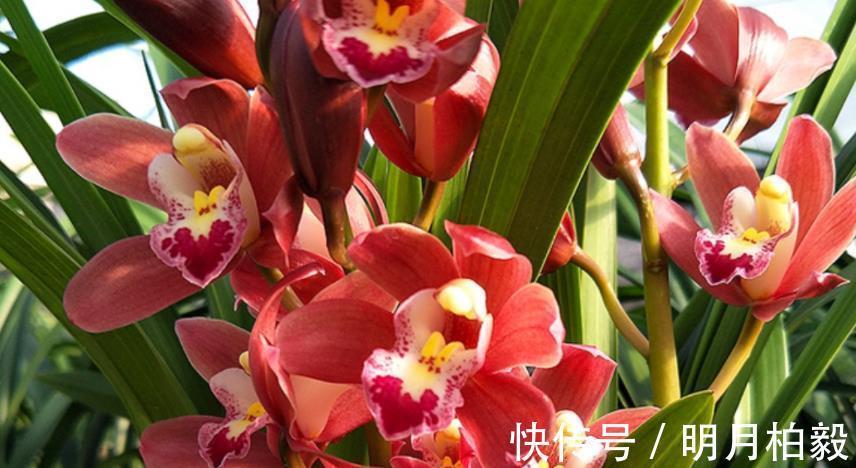 兰花界|兰花界的“奇葩”红贵妃,堪称盆栽佳品,养1盆四季开花
