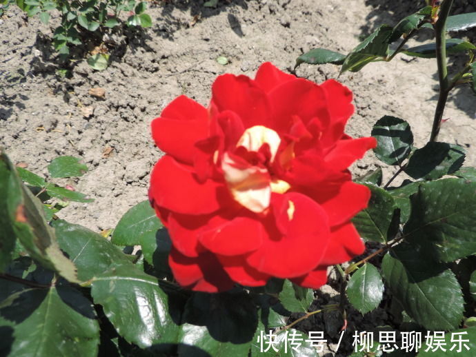 庭院|3种漂亮花，养家里特惹人眼球，娇美好养花量大，美爆庭院变花园