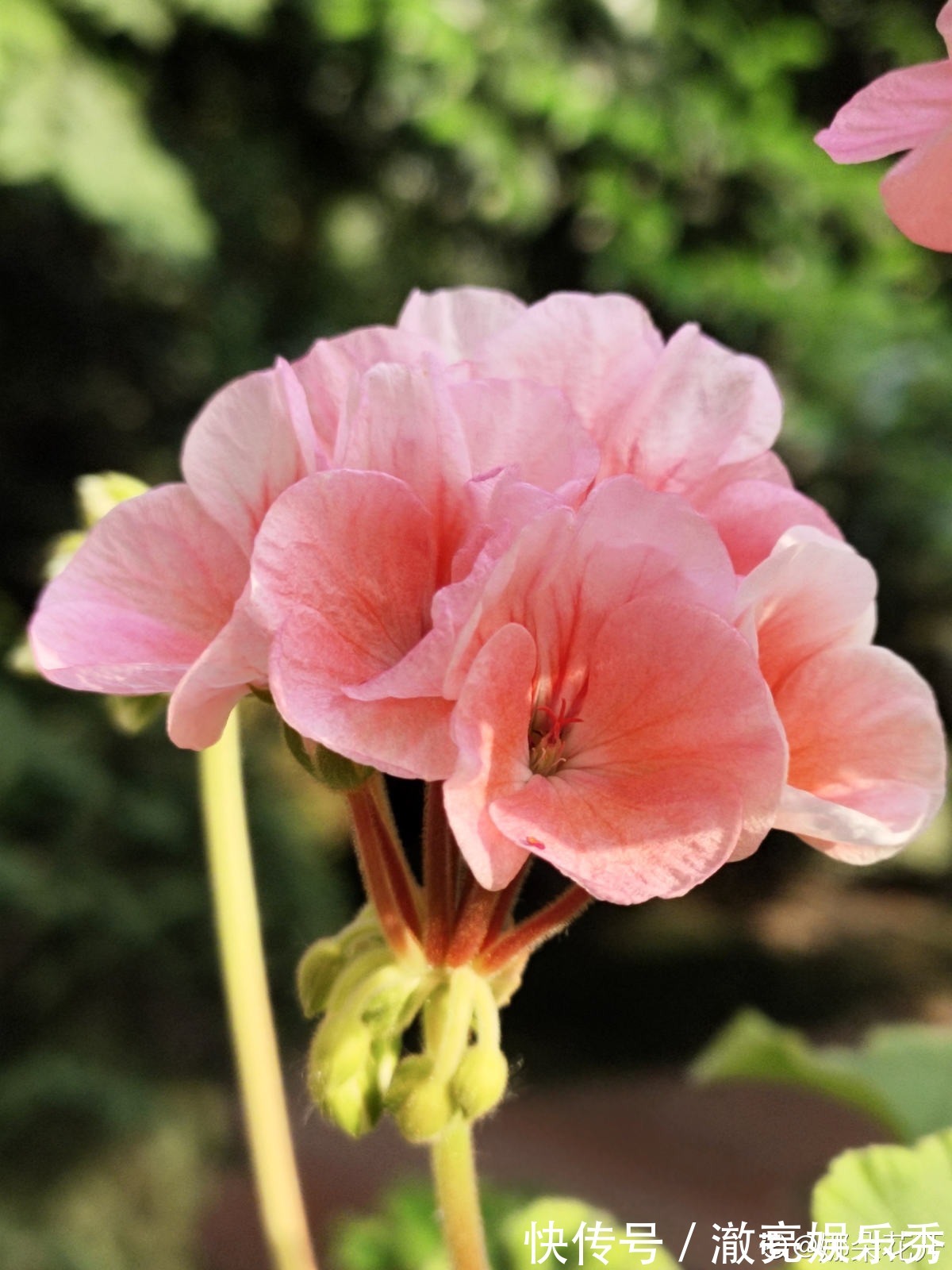 新芽|3种花马上要“醒了”,抓住时机养护,秋天呼呼冒新芽