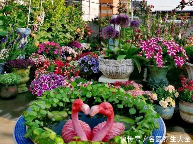 大叔的花园,亮点多多,惊艳了我,难怪大家都夸他太有生活情调了!