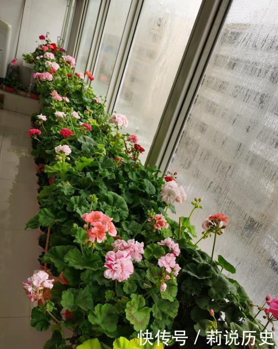 立春之后,养花要“叫醒”根系,缓过劲来,开花才会爆