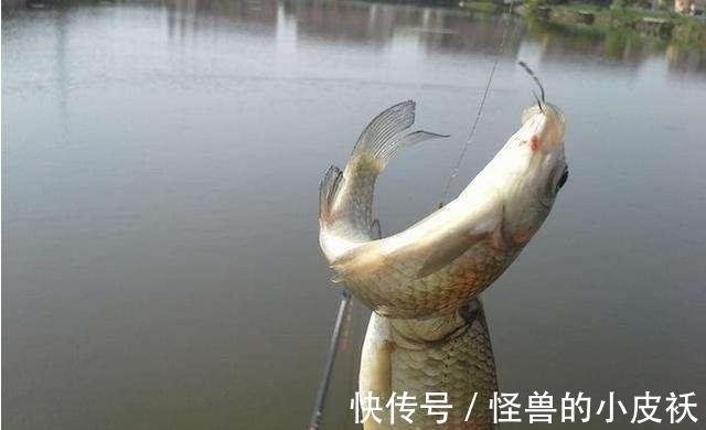 鱼儿|上钩的鱼儿究竟会不会痛,这个钓鱼人争论的问题,如今有了答案