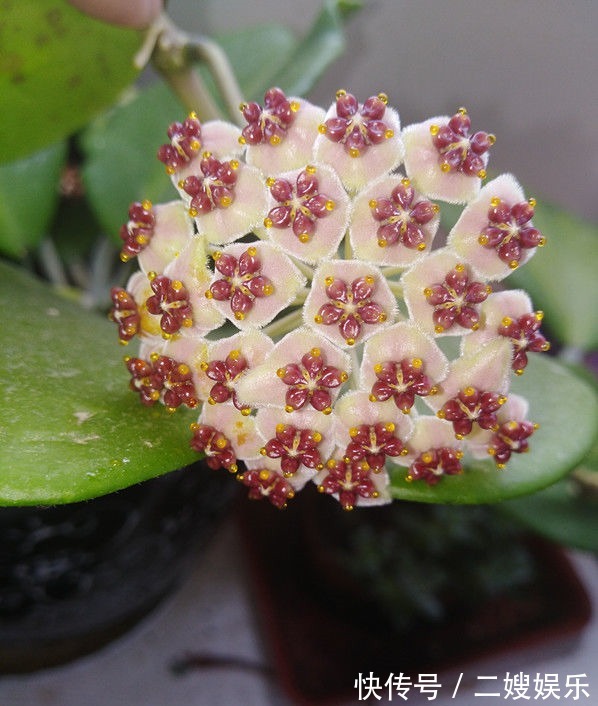 喜欢养花,不如养盆夫妻花,花色漂亮,花香四溢,是盆栽观赏佳品