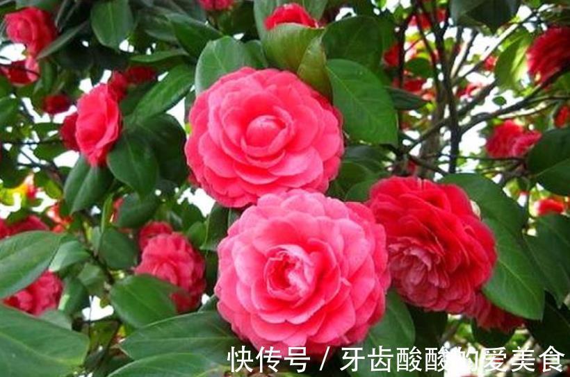 老花匠的茶花年年开满枝头，原来是做了3件事，简单有效开花美