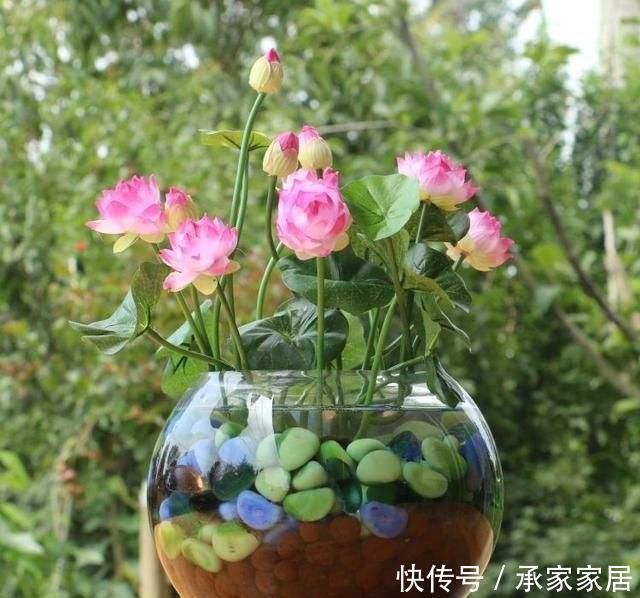 气质|五种盆栽,自带高贵气质,在家摆一盆,格调高,人人夸你眼光好