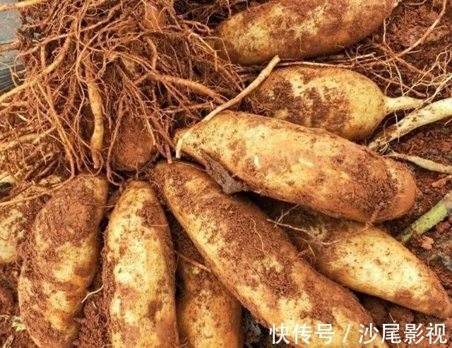 山药|冬天别总吃大鱼大肉,多给家人吃“地下8宝”,补足营养过寒冬
