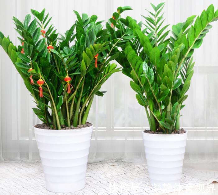 客厅养花,选4个品种错不了,有的好看,有的寓意好