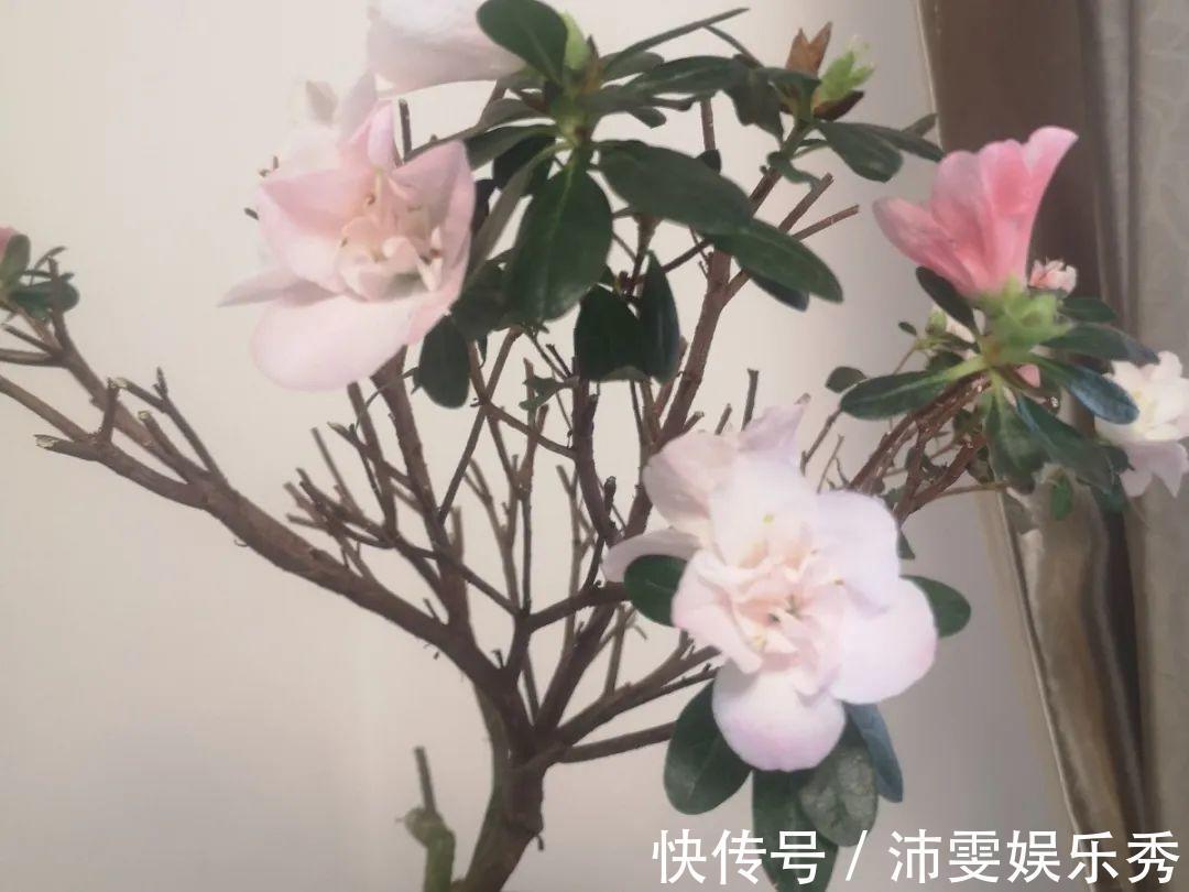 洋桔梗|6种花一天不浇水,叶子就耷拉,缺水3天就死翘!