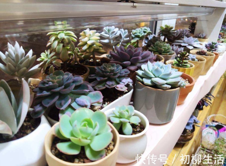 花友们|冬天浇水不注意，浇一次死一棵，好好的花都浇坏了