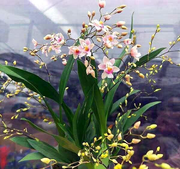 兰花就养“它”，开花真是多，香味还好闻，关键是好养！