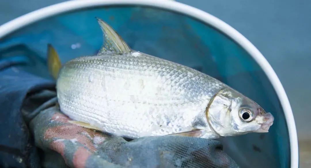 钓友们|钓鱼的“万能神饵”真的存在吗?老司机来告诉你答案:其实没有那么简单!