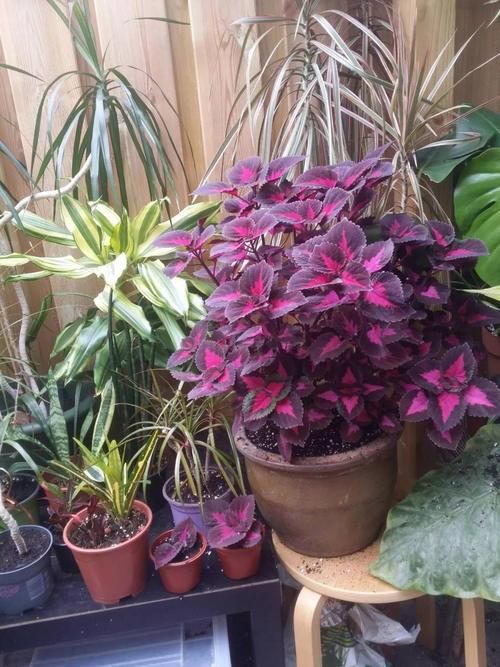 在阴凉处适合养的几种植物,养花盆里和养树荫下有啥区别?