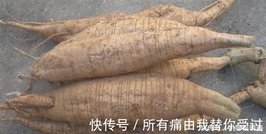 药用价值|价值堪比“人参”的中药材,被国外当垃圾,不惜花费重金清理!