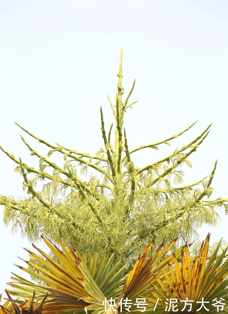 等待50年!西双版纳热带植物园今年7株贝叶棕开花