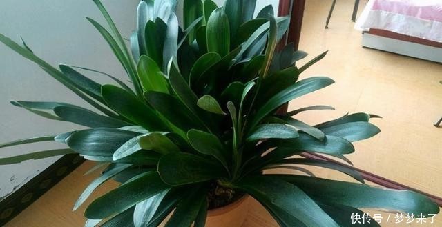 花箭|君子兰一个花箭“孤零零”?搞个小破坏,挤出壮观的“大群兰”