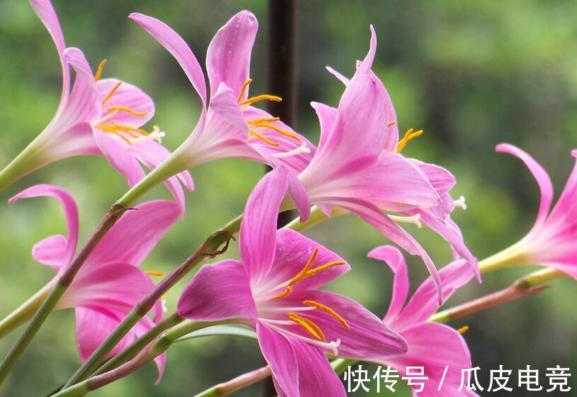 马上进入2022年,新的一年即将开启,为你推荐25种漂亮的花卉