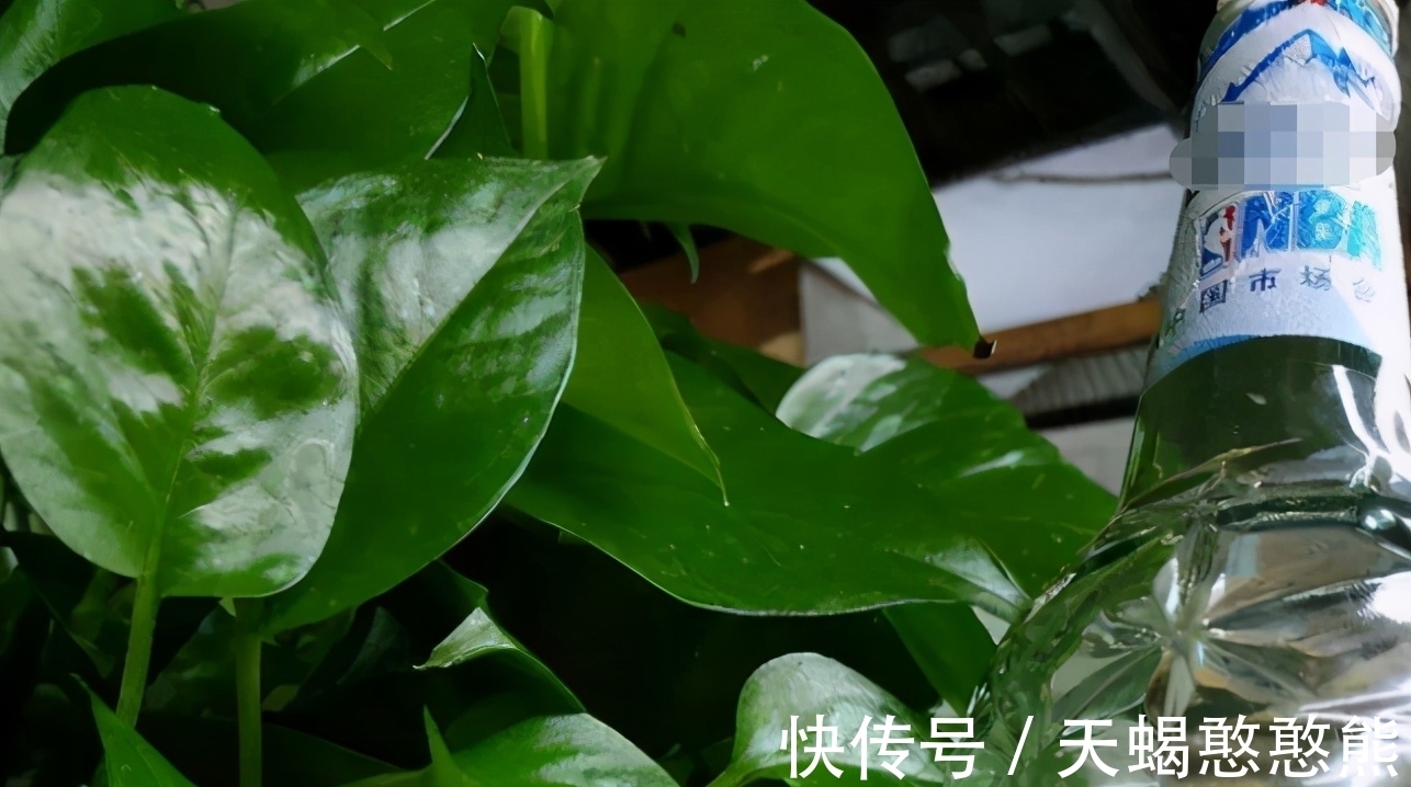 养花用啤酒,该怎么帮助根叶成长,改善土壤排水透气性?