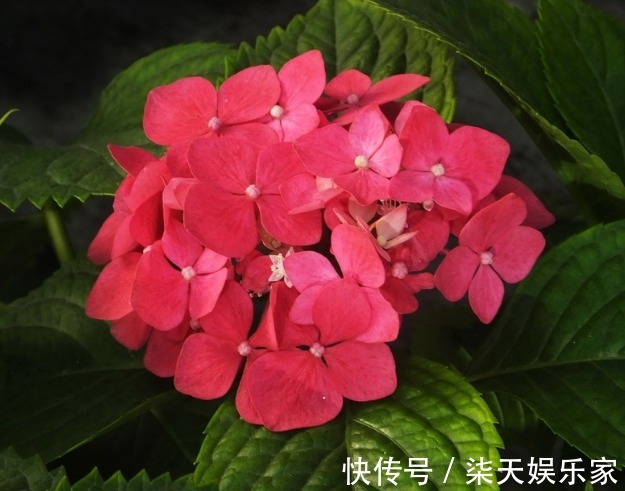 此花寓意“八仙过海，各显神通”，观赏价值极高，代表着健康