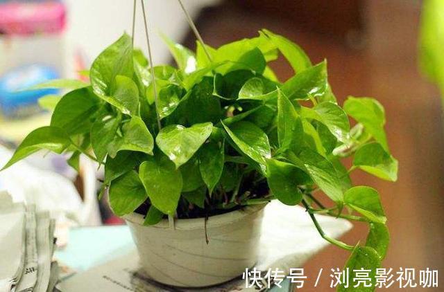 疯长|绿萝秋天怎么养护注意几点，不黄叶不烂根，叶片疯长爆盆