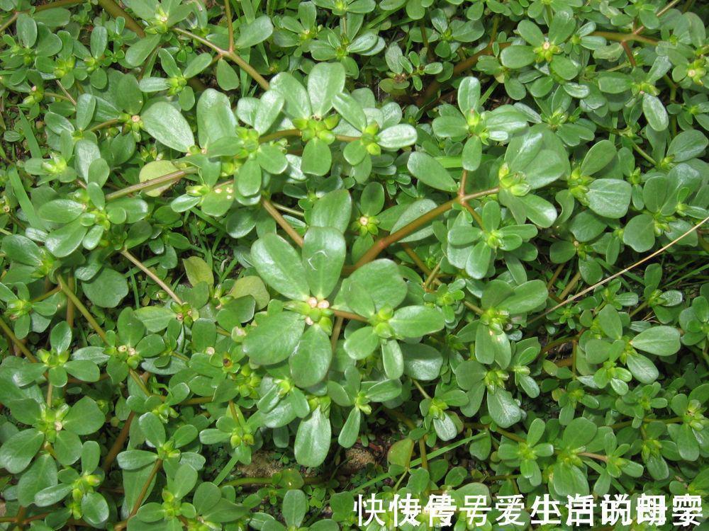 外痔|痔疮反复发作?教你一招,马齿苋加鸡蛋能有效预防缓解痔疮问题!