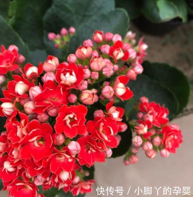 养长寿花3年,总结出了5个要点,花开不败,满满一大盆,太好看了