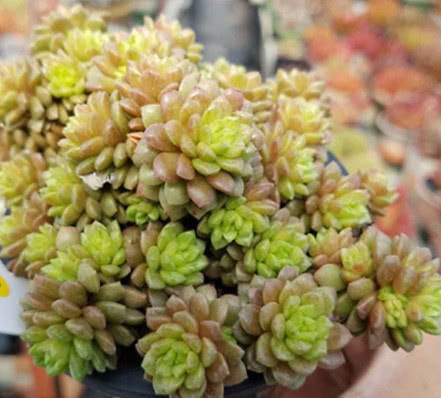 多肉小玉长得慢教你3个养护技巧,小雨轻松爆盆,红艳似火