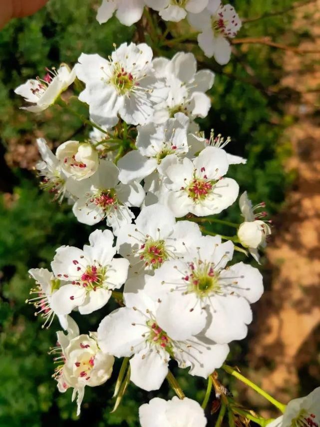 花海惹人醉，梨乡等你来！