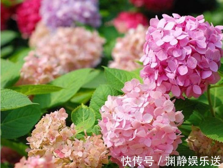盆栽|正月二十四,庭院养4种“富贵花”,花朵大、颜色艳,一养就上瘾