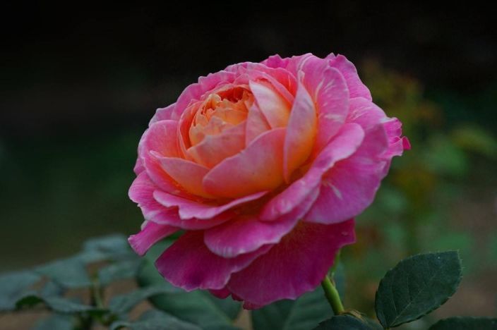 这些花朵超好养,随手一种就能活,轻松开爆盆,花朵美艳又迷人