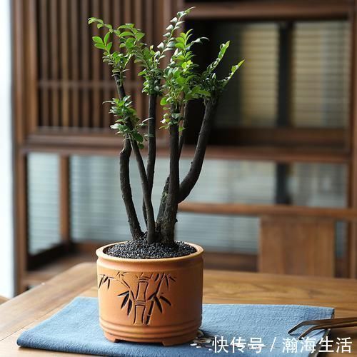 檀香紫檀|老祖宗传下的手艺,用树桩做盆景,极其珍贵,还不来一盆