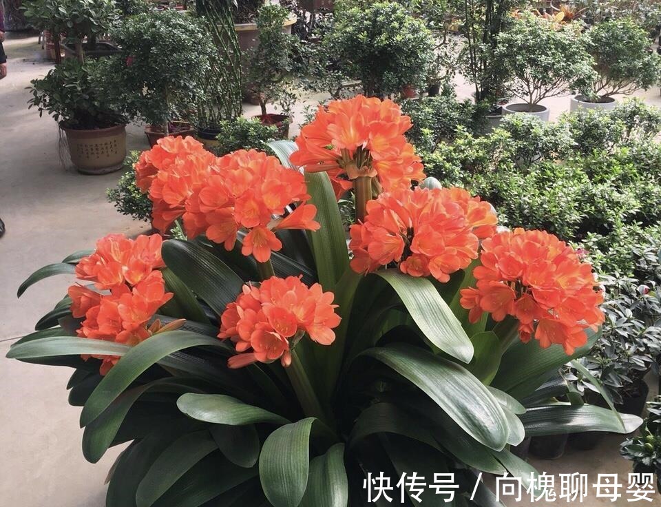 户外挖“2种土”养花，君子兰长得像“大白菜”，茉莉花“爆盆”