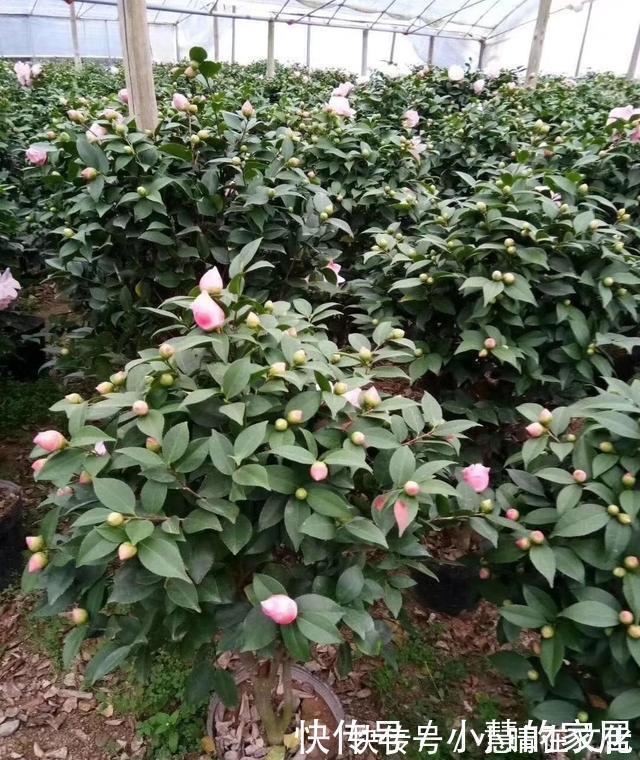 秋天|花市买茶花，回家一定要换土，“中间”有门道，不换土养不活
