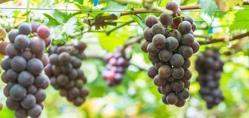 会导致|湿气最“怕”三种蔬菜,若经常端上饭桌,祛湿排毒,无湿一身轻