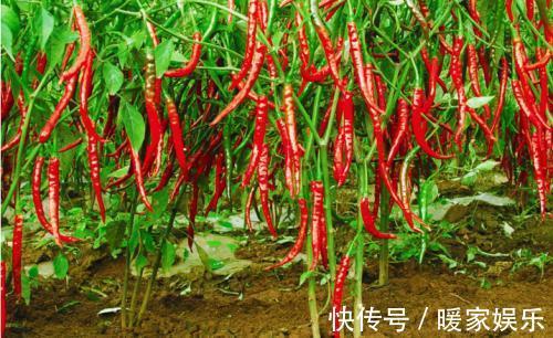 人体|经常吃辣椒,对人体是好还是坏呢很多人都做错了,赶快了解一下