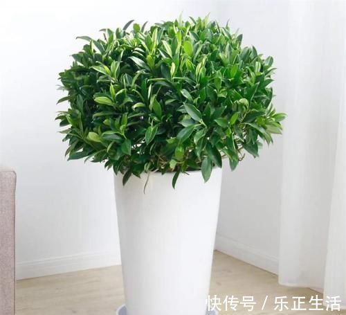 植物|新房住了半年还有甲醛？越来越多人养这几种植物，难怪身体健康