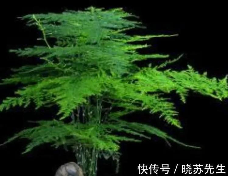 家里文竹这样养,叶片一年四季常绿,美观又大方