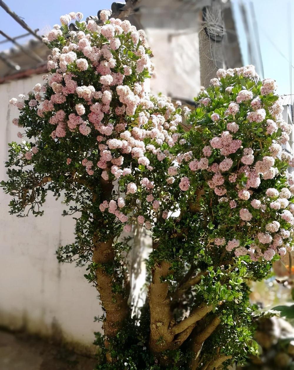 天气冷,六种花要干养,少水多晒才健壮,养成老桩更旺家