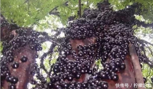 爷爷看到树干长着奇怪葡萄,害怕有毒没有摘,随后让他后悔不已!