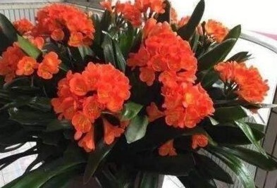 2种小东西,盆里加一点,君子兰叶肥如网,1年2次花,新芽冒不停