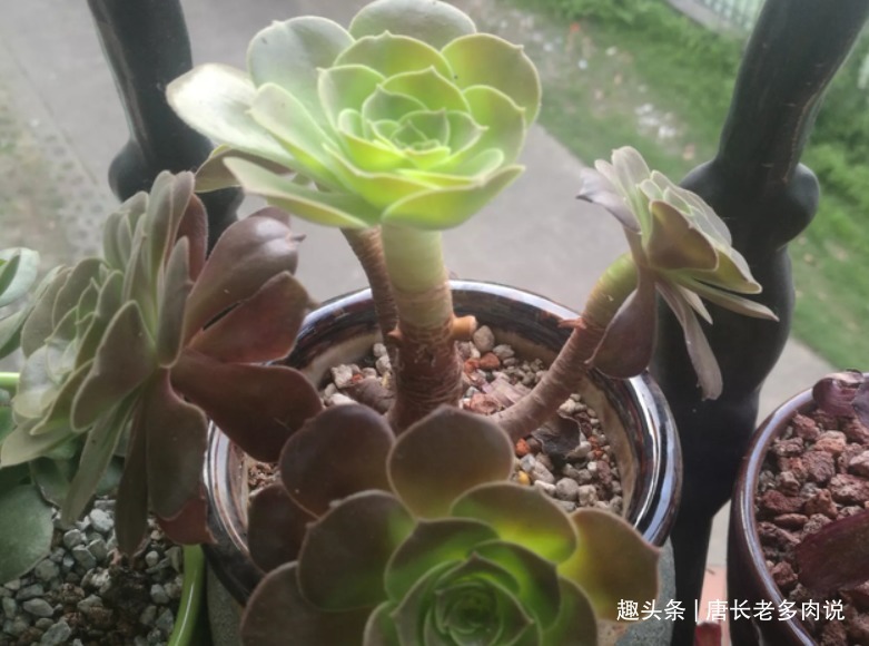 法师多肉一碰就掉叶子两种原因和对应的处理方法，看看就学会了