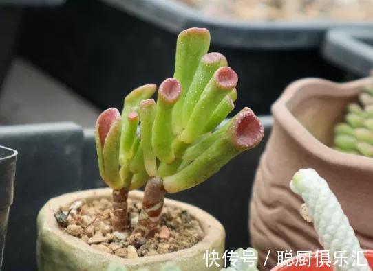 听说养此4种多肉,旺财又旺宅,你有养吗
